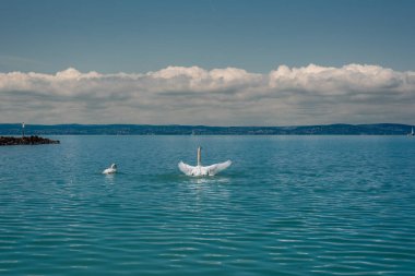 Dilsiz kuğu (Cygnus olor) kanatlarını bir Balaton gölüne uzatıyor