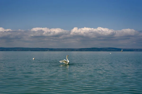 Лебеді Лебеді Розтягують Крила Озері Балатон — стокове фото