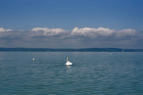 Dilsiz Kuğu Cygnus Olor Kanatlarını Bir Balaton Gölüne Uzatıyor — Stok fotoğraf