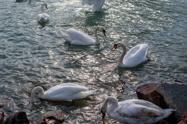 Cisne Mudo Cygnus Olor Estendendo Suas Asas Lago Balaton — Fotografia de Stock