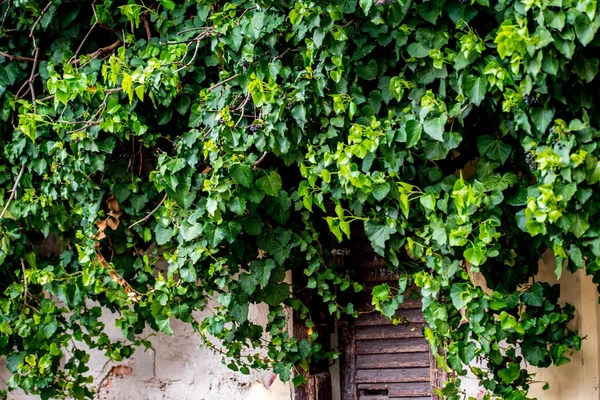 garden entrance gate lined with ivy. Hedera helix, the common ivy, English ivy, European ivy, or just ivy, is a species of flowering plant of the ivy genus in the family Araliaceae, native to most of Europe and western Asia.