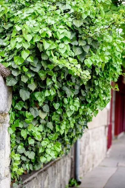 garden entrance gate lined with ivy. Hedera helix, the common ivy, English ivy, European ivy, or just ivy, is a species of flowering plant of the ivy genus in the family Araliaceae, native to most of Europe and western Asia.