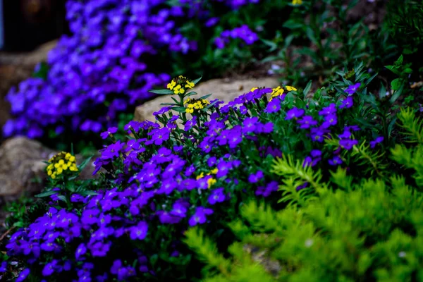 Flor Azul Aubrieta Género Plantas Con Flores Perteneciente Familia Brassicaceae — Foto de Stock