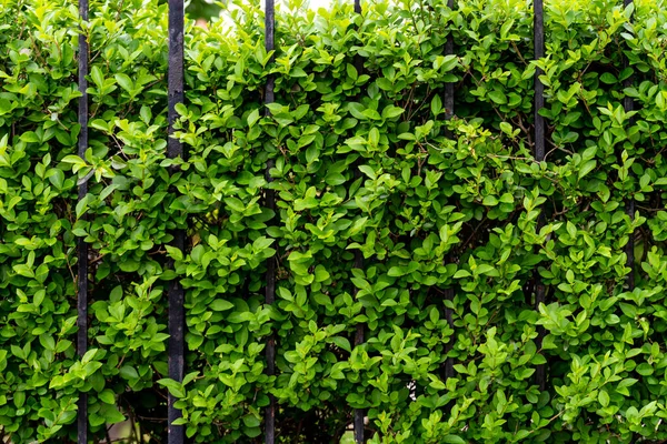 Arbustos Com Folhas Verdes Atrás Uma Cerca — Fotografia de Stock