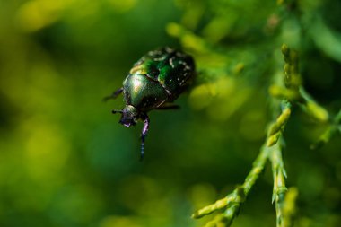 Baharda bitki örtüsüyle çevrili yeşil yaprak üzerinde güzel, metalik, parlak yeşil ve bakır böceğin (Protaetia cuprea) makro çekimi. Protaetia cuprea, bakır chafer olarak da bilinir..