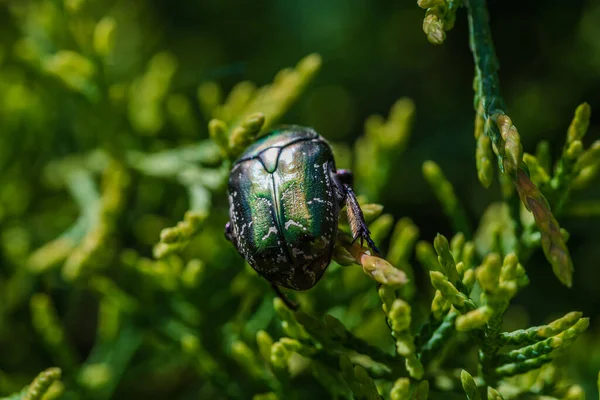 Makroaufnahme Eines Schönen Metallischen Glänzend Grünen Und Kupferfarbenen Käfers Protaetia — Stockfoto