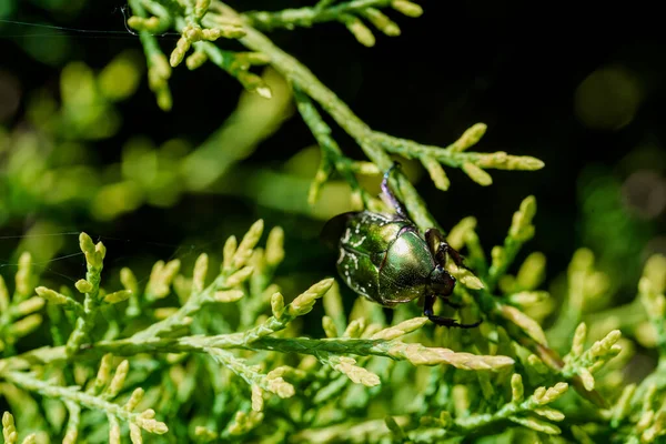 stock image Macro shot of beautiful, metallic, shiny green and copper beetle (Protaetia cuprea) on green leaf surrounded with vegetation at spring. Protaetia cuprea, also known as the copper chafer.