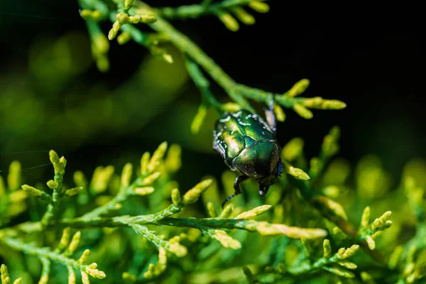 在绿叶上的美丽 闪亮的绿色和铜甲虫 Protaetia Cuprea 的宏观照片被植物环绕 金银花 Protaetia Cuprea 又称铜变色龙 Copper — 图库照片
