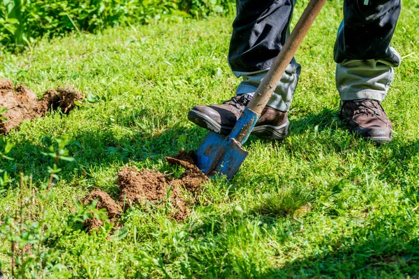 Man Gray Work Clothes Digging Hole Shovel Plant Bushes Garden — Stock Photo, Image
