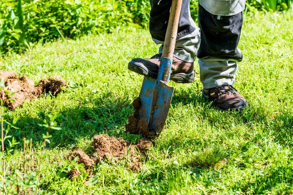 stock image Man in gray work clothes digging hole with shovel to plant bushes in garden.