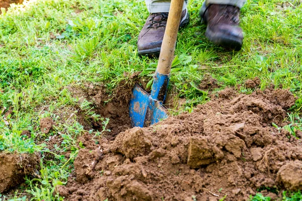 Man Gray Work Clothes Digging Hole Shovel Plant Bushes Garden Stock Picture