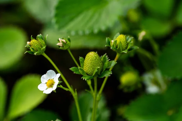 Grüner Erdbeeranbau Aus Dem Heimischen Garten — Stockfoto