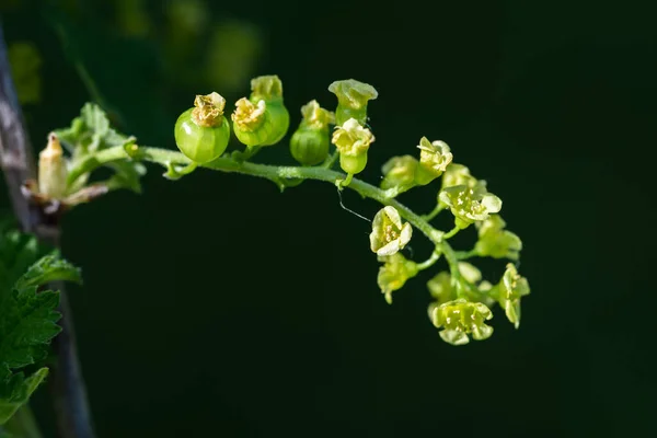 Een Witte Bessenstruik Met Bloemen Fruit Ribes Rubrum Bessen Groene — Stockfoto
