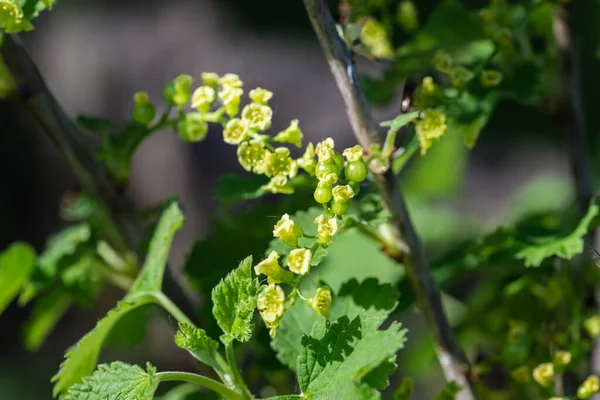 Ein Weißer Johannisbeerstrauch Mit Blüten Und Früchten Ribes Rubrum Beeren — Stockfoto