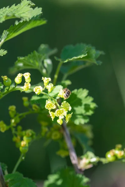 Ein Weißer Johannisbeerstrauch Mit Blüten Und Früchten Ribes Rubrum Beeren — Stockfoto