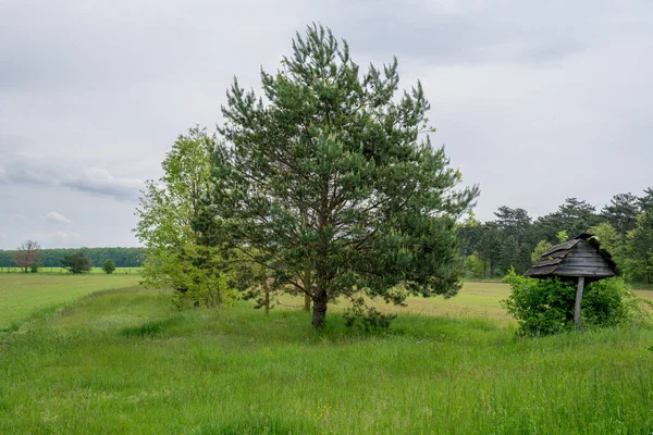 Пейзаж Природный Панорамный Сельский Пейзаж Цветущая Дикая Высокая Трава Деревья — стоковое фото