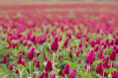 Manzara. Trifolium incarnatum (