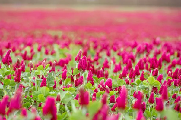 stock image Landscape. Trifolium incarnatum, known as crimson clover or Italian clover, is a species of short-growing flowering plant in the family Fabaceae, native to most of Europe. Field of flowering crimson clovers (Trifolium incarnatum) in spring rural land