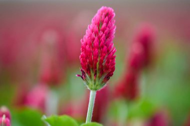 Trifolium incarnatum (