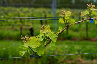 İlkbaharda üzüm yapraklarını kapat.