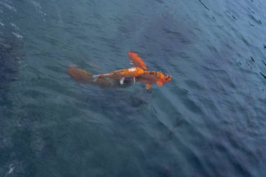 Gölde yüzen renkli Koi sazan balığı. nishikigoi.