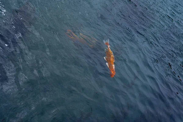 カラフルな鯉湖で魚の水泳 — ストック写真