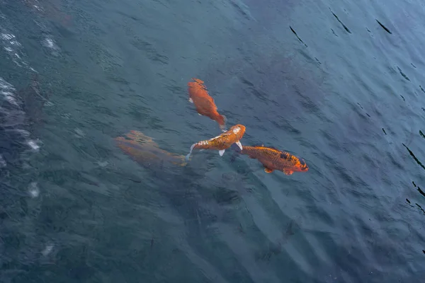Πολύχρωμο Koi Carp Ψάρια Κολύμπι Μια Λίμνη Νισικιγοί — Φωτογραφία Αρχείου