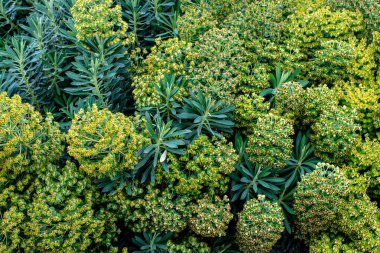 Euphorbia, Euphorbiaceae familyasından çok geniş ve çeşitli bir bitki cinsidir.