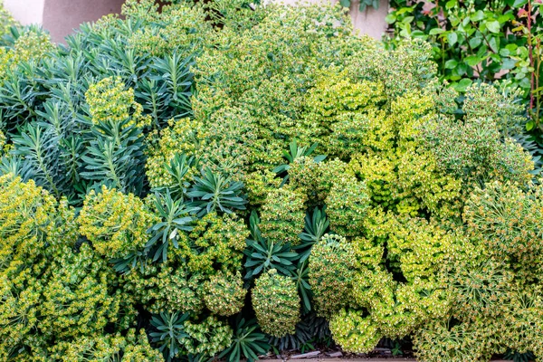Eufória Egy Nagyon Nagy Változatos Nemzetség Virágzó Növények Közismert Nevén — Stock Fotó
