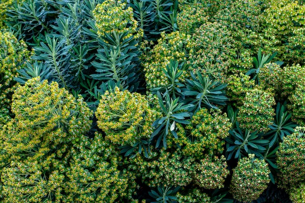 Euphorbia Euphorbiaceae Familyasından Çok Geniş Çeşitli Bir Bitki Cinsidir — Stok fotoğraf