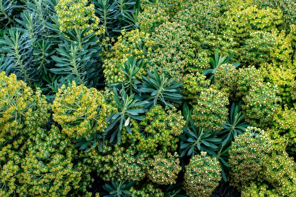 Euphorbia Euphorbiaceae Familyasından Çok Geniş Çeşitli Bir Bitki Cinsidir — Stok fotoğraf
