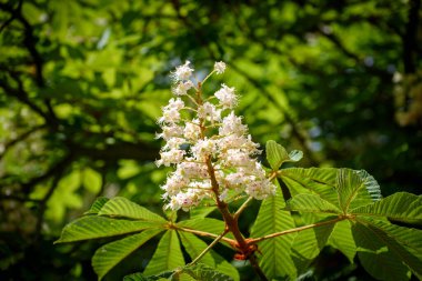 Aesculus hipocastanum, Akçaağaç, sabun ve lychee familyasından çiçek açan bir bitki türüdür..