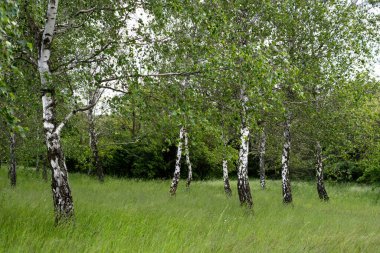 Huş ağacı, Betula Pendula Ormanı. Yaz ormanı. Beyaz huş ağaçları sıraya dizildi.