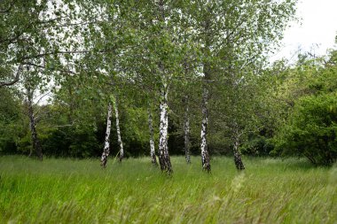 Huş ağacı, Betula Pendula Ormanı. Yaz ormanı. Beyaz huş ağaçları sıraya dizildi.
