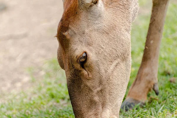 Zvířata Jeleni Národním Parku Cervus Nippon Nippon Jelen Srnčí Cervus — Stock fotografie