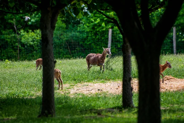 Animals, adult and young deer in a national park.