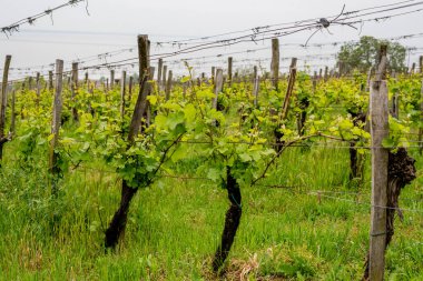 İlkbaharda üzüm bağlarında sıralanmış üzüm bağları.