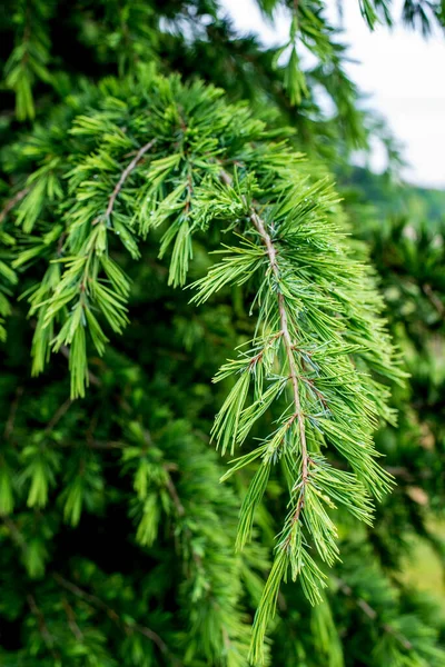 ヒマラヤ杉 セドルス デオダラ ヒマラヤ杉セドラの若い明るい緑の針 Deodara — ストック写真