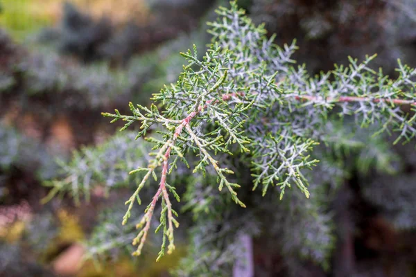 クプレッソス アリゾニカの木の青果物と葉 — ストック写真