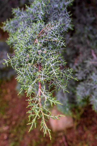 クプレッソス アリゾニカの木の青果物と葉 — ストック写真