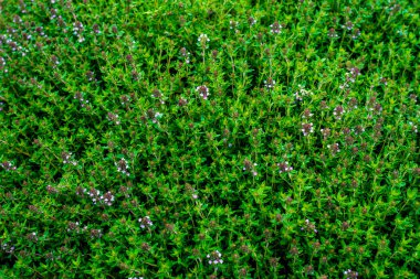 Thymus Serpyllum, bilinen adıyla Breckland kekik, yabani kekik, sürünen kekik ya da elf kekiği, çiçekli bir bitki türüdür. .