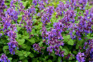 Salvia verticillata (leylak bilgesi), Orta Avrupa 'dan Batı Asya' ya kadar uzanan ve Kuzey Avrupa ve Kuzey Amerika 'da vatandaşlık verilen bir bitki örtüsüdür..