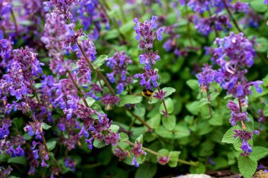 Salvia verticillata (leylak bilgesi), Orta Avrupa 'dan Batı Asya' ya kadar uzanan ve Kuzey Avrupa ve Kuzey Amerika 'da vatandaşlık verilen bir bitki örtüsüdür..