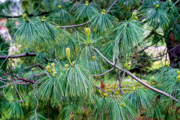 ピヌス ウォリチャーナ Pinus Walichiana ヒマラヤ カラコルム ヒンドゥ教のクシュ山脈に自生する針葉樹の常緑樹で アフガニスタン東部からパキスタン北部 インド北西部から中国南西部の雲南省にかけて分布する — ストック写真