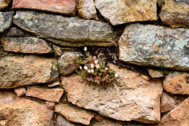 taş duvarda bir bitki. Petrosedum rupestre (ayrıca refleksli taş rop, Jenny 's Stonecrop, blue stonecrop, stone orpine, dick-madam ve trip-madam olarak da bilinir), Crassulaceae familyasından bir bitki türü.