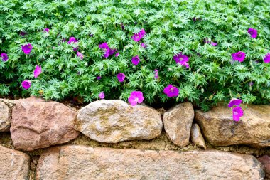 Taş duvarda sardunya var. Sardunya (