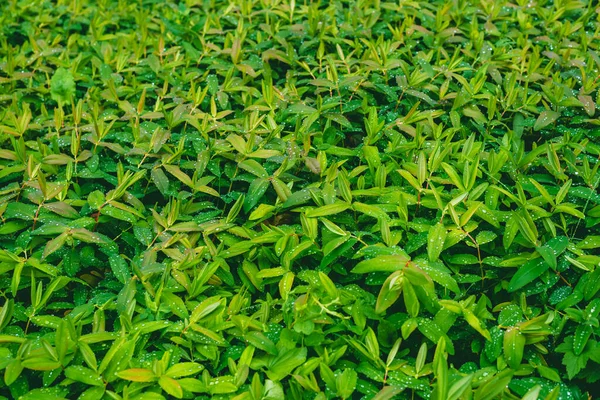 Hypericum Calycinum Una Especie Arbusto Familia Hypericaceae — Foto de Stock