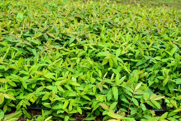 Background Hypericum Calycinum Species Prostrate Low Growing Shrub Flowering Plant — Stock Photo, Image