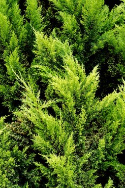 Sarı ve yeşil selvi ağacı dalları