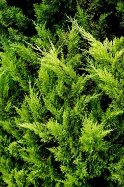 Sarı ve yeşil selvi ağacı dalları